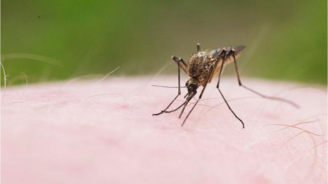 The Monsoon Approaches – And So Do Mosquitoes