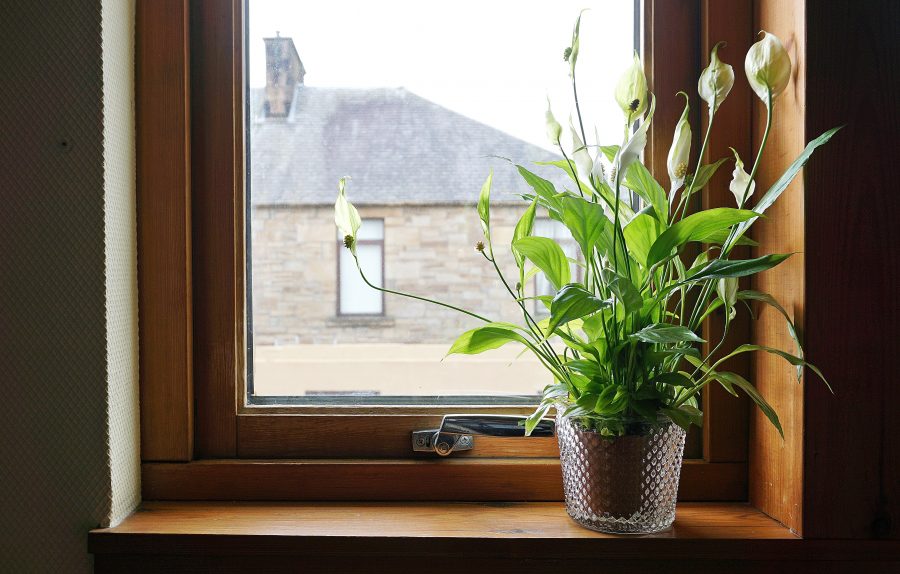 Plant Ideas To Boost Healthy Energy In Your Apartment