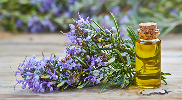 Amazing Benefits Of Rosemary Oil