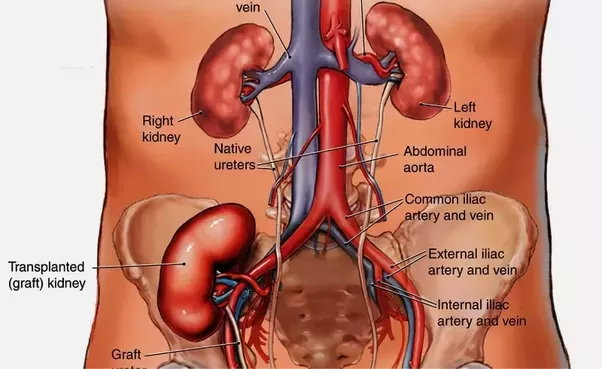 Useful Options For Kidney Transplant In India from Service Providers