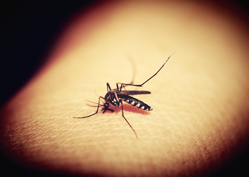 5 Ways Mosquitoes Can Be Harmful To Your Health & Why You Should Treat Them With A Professional Pest Control Company