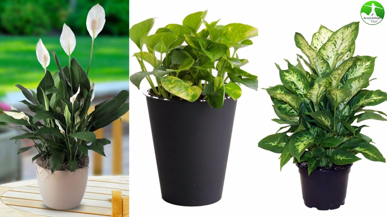 Why Should House Plants Be A Household Essential 