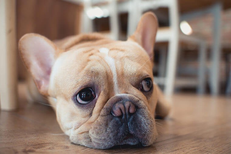 Alarming Signs To Take Your Pet To The Vet