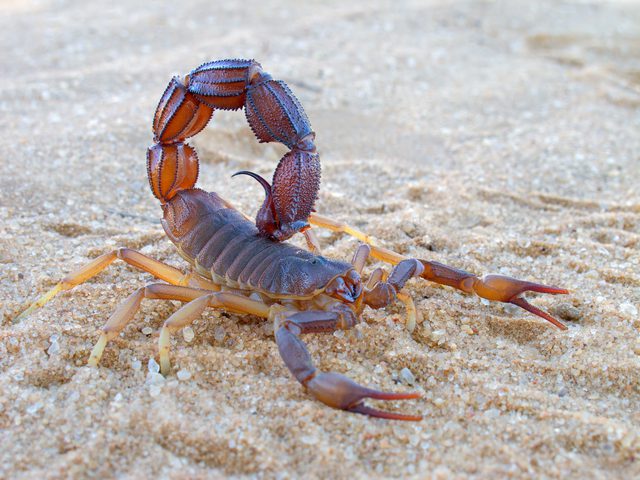 Prevent Scorpions From Getting In Your Bed: Here’s How You Do It