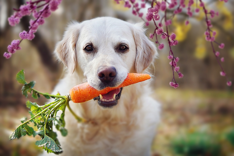 Is Your Dog Eating Healthily